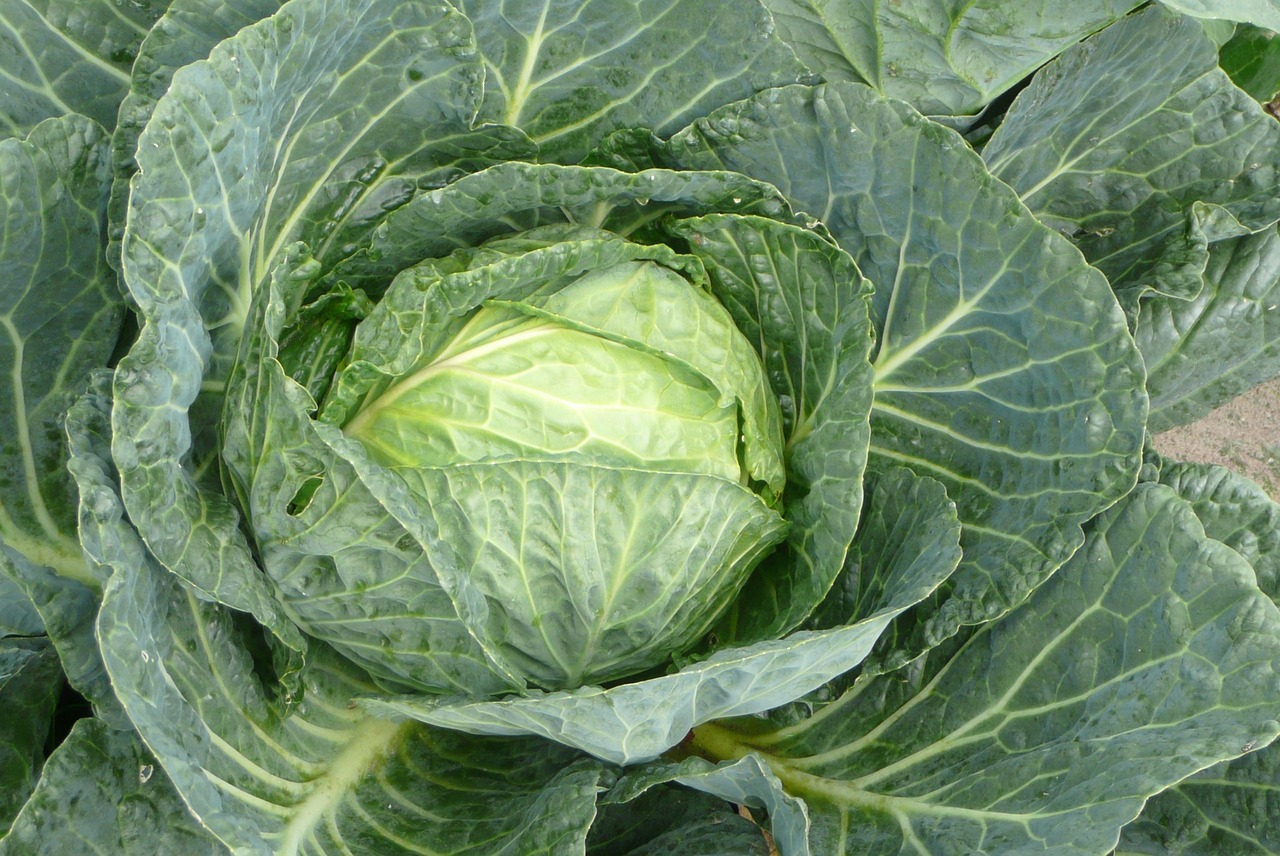 Best Tips for Growing Cabbage in Your Garden